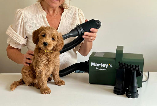 Puppy bij waterblazer
