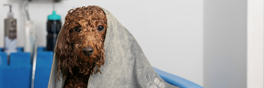 Waterblazer vs haardroger: wat is beter om je hond te drogen?