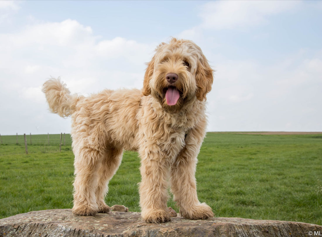 Hoe verzorg ik de vacht van een labradoodle?