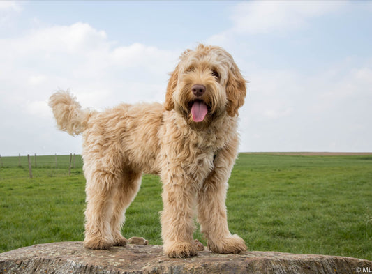 Hoe verzorg ik de vacht van een labradoodle?