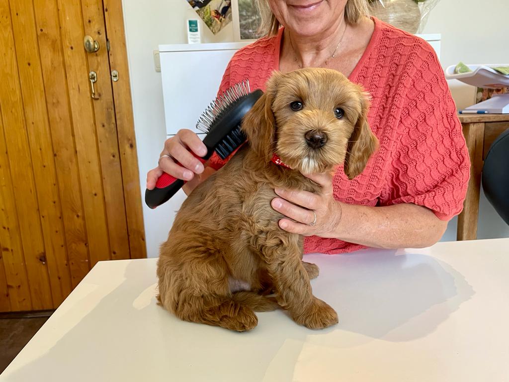 https://marleysdoodle.shop/cdn/shop/articles/Puppyborstel_Wennen.jpg?v=1689681709